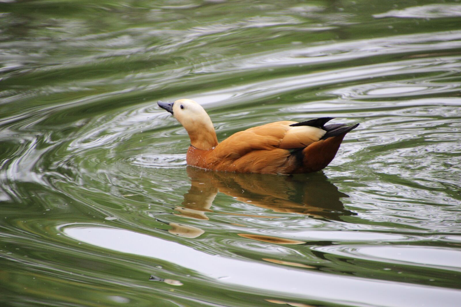 Canon EOS 600D (Rebel EOS T3i / EOS Kiss X5) sample photo. Ruddy shelduck, tadorna ferruginea photography