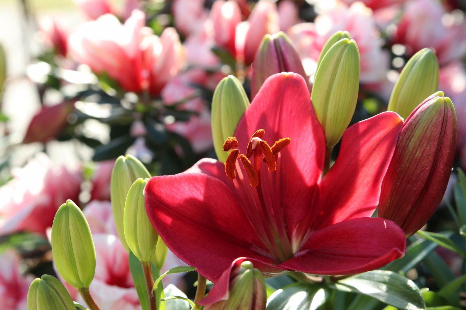 Canon EOS 800D (EOS Rebel T7i / EOS Kiss X9i) sample photo. Spring, flowers, nature photography