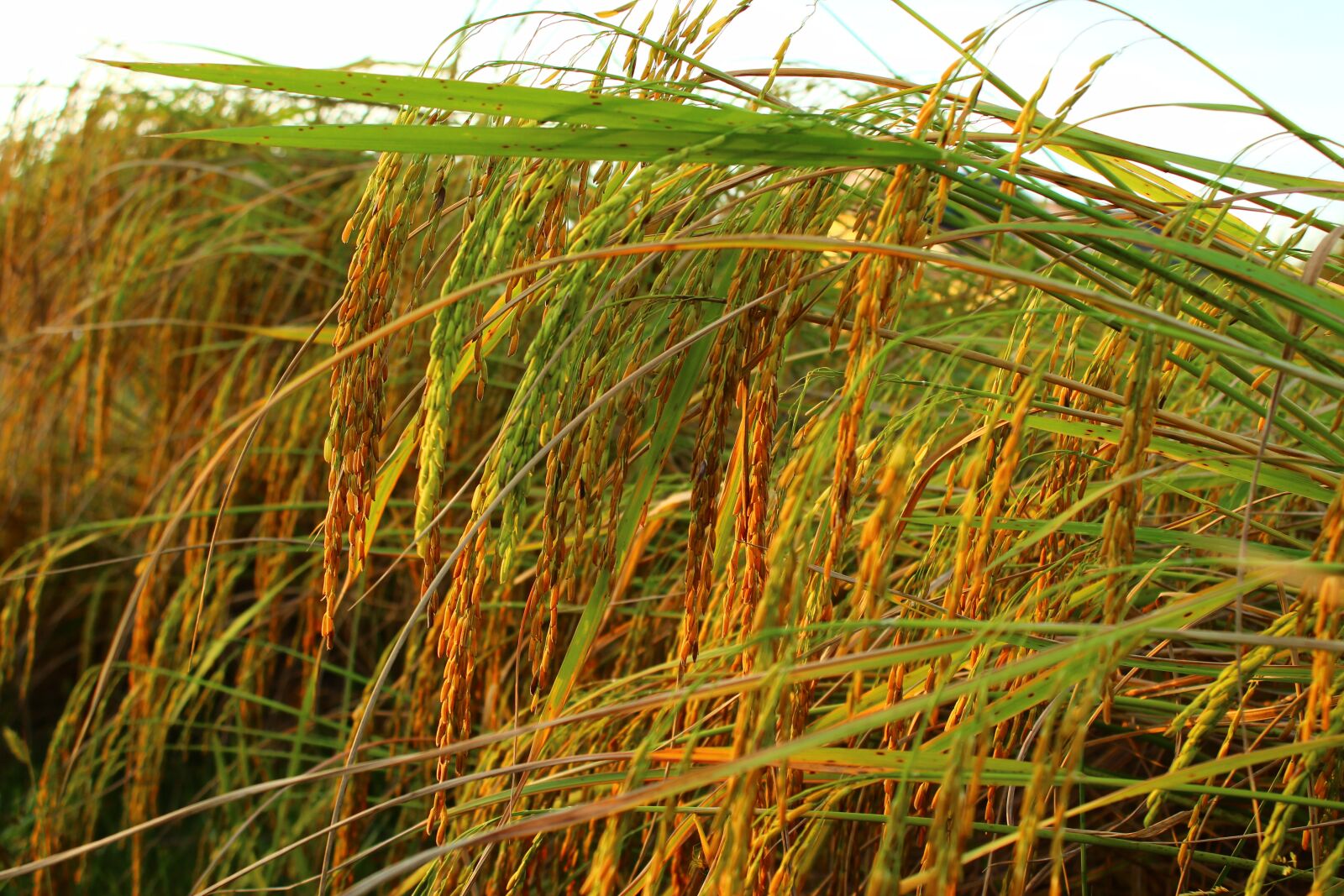 Canon EOS 600D (Rebel EOS T3i / EOS Kiss X5) sample photo. Rice, khmer, travel photography