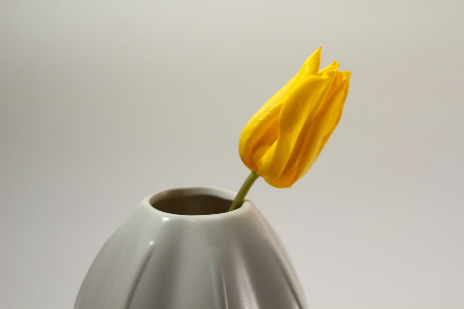 Canon EOS 60D + Canon EF 50mm F1.8 II sample photo. Tulip, vase, grow photography