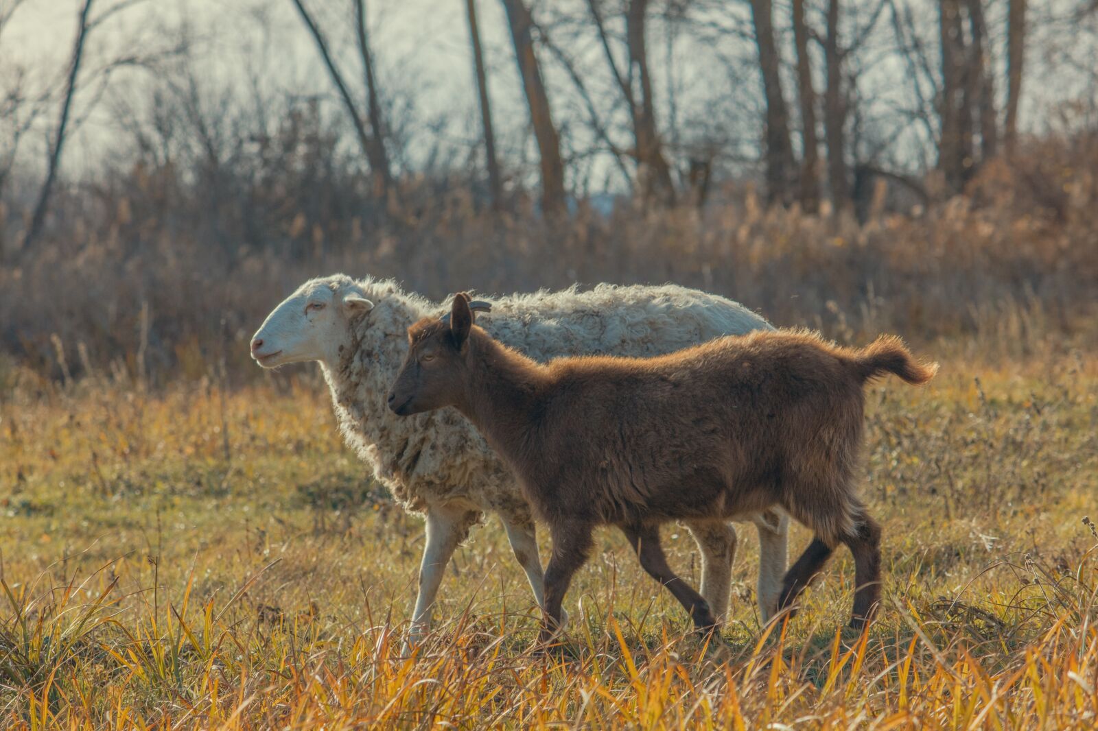 Canon EOS 550D (EOS Rebel T2i / EOS Kiss X4) + Canon EF-S 55-250mm F4-5.6 IS II sample photo. Goat, kid, sheep photography