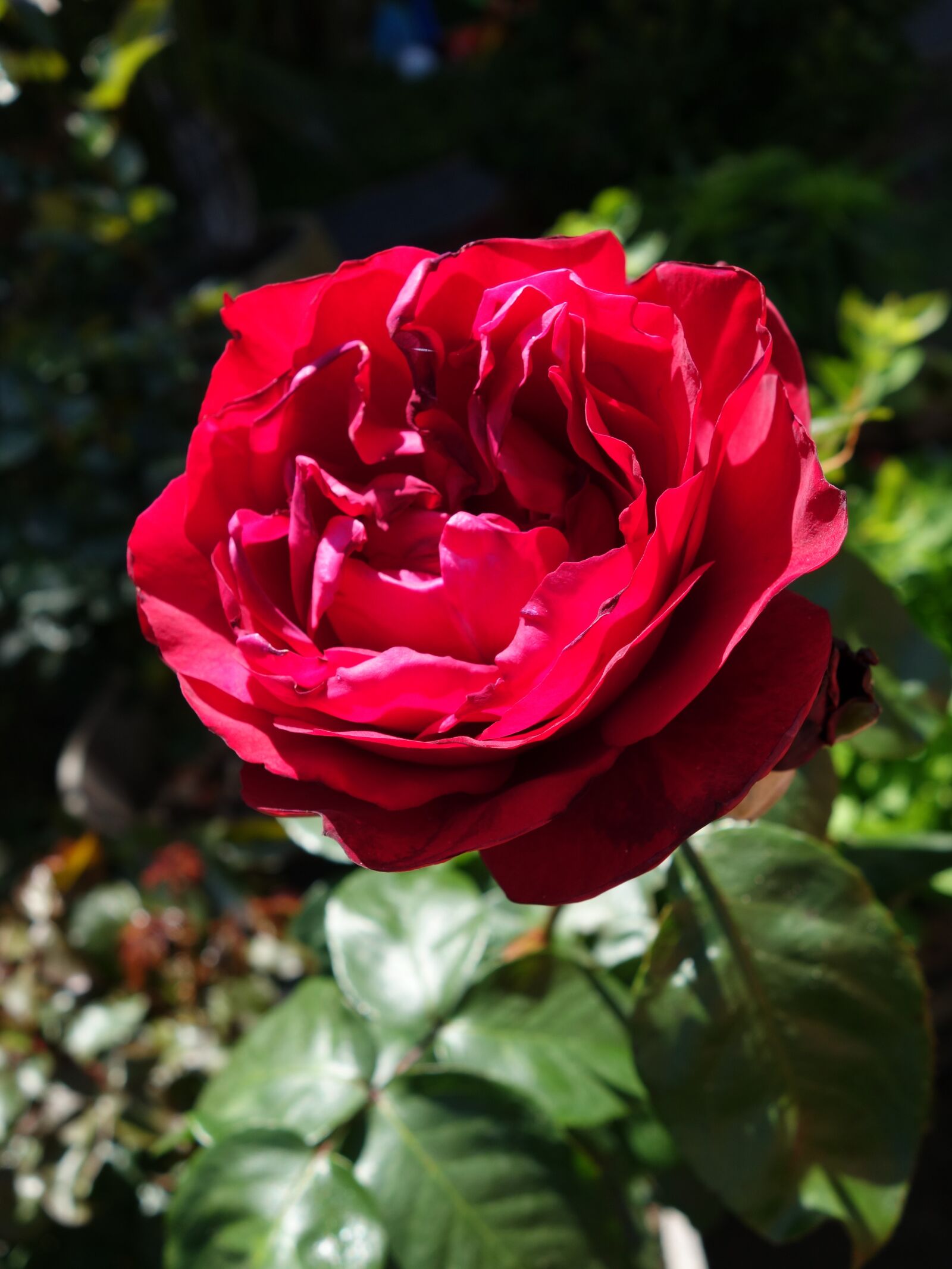 Sony Cyber-shot DSC-RX100 II sample photo. Rose, summer, red photography