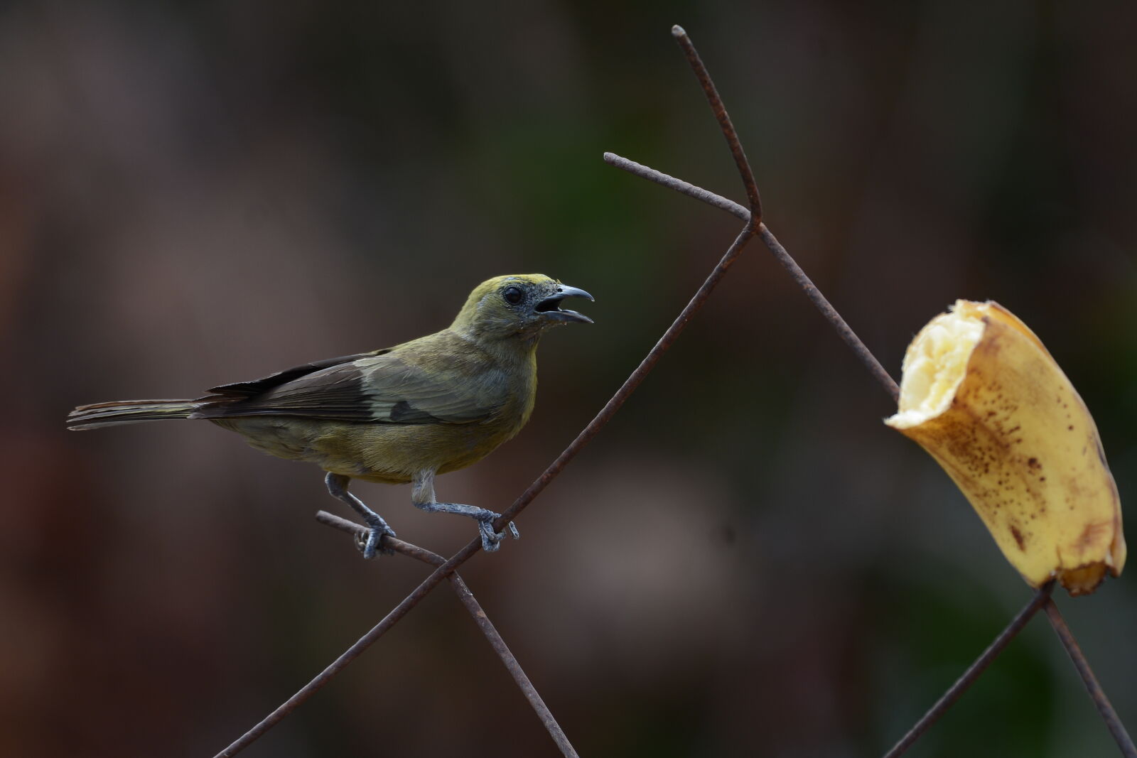 Nikon D7100 sample photo