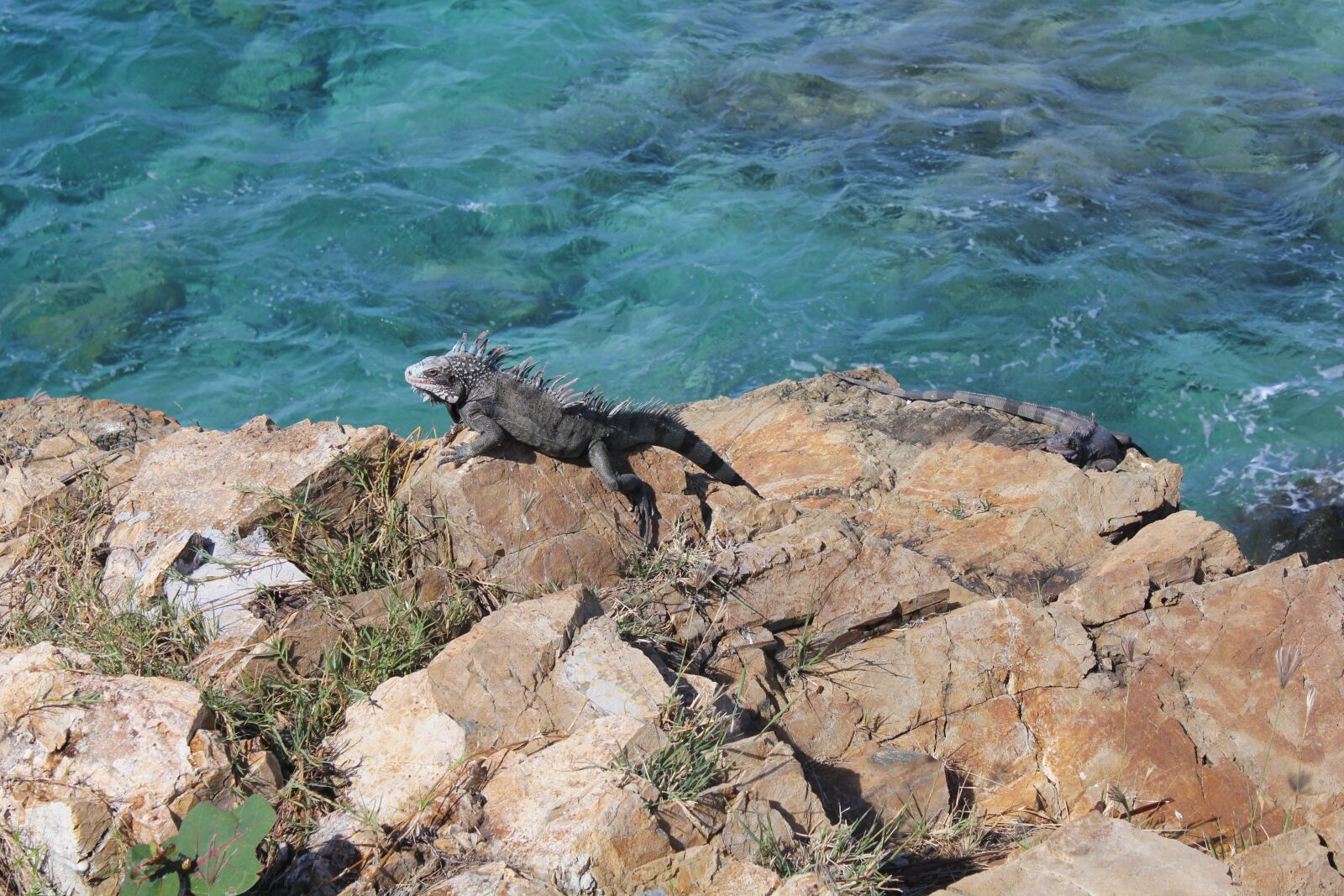 Canon EOS 550D (EOS Rebel T2i / EOS Kiss X4) sample photo. Iguana, lizard, reptile photography