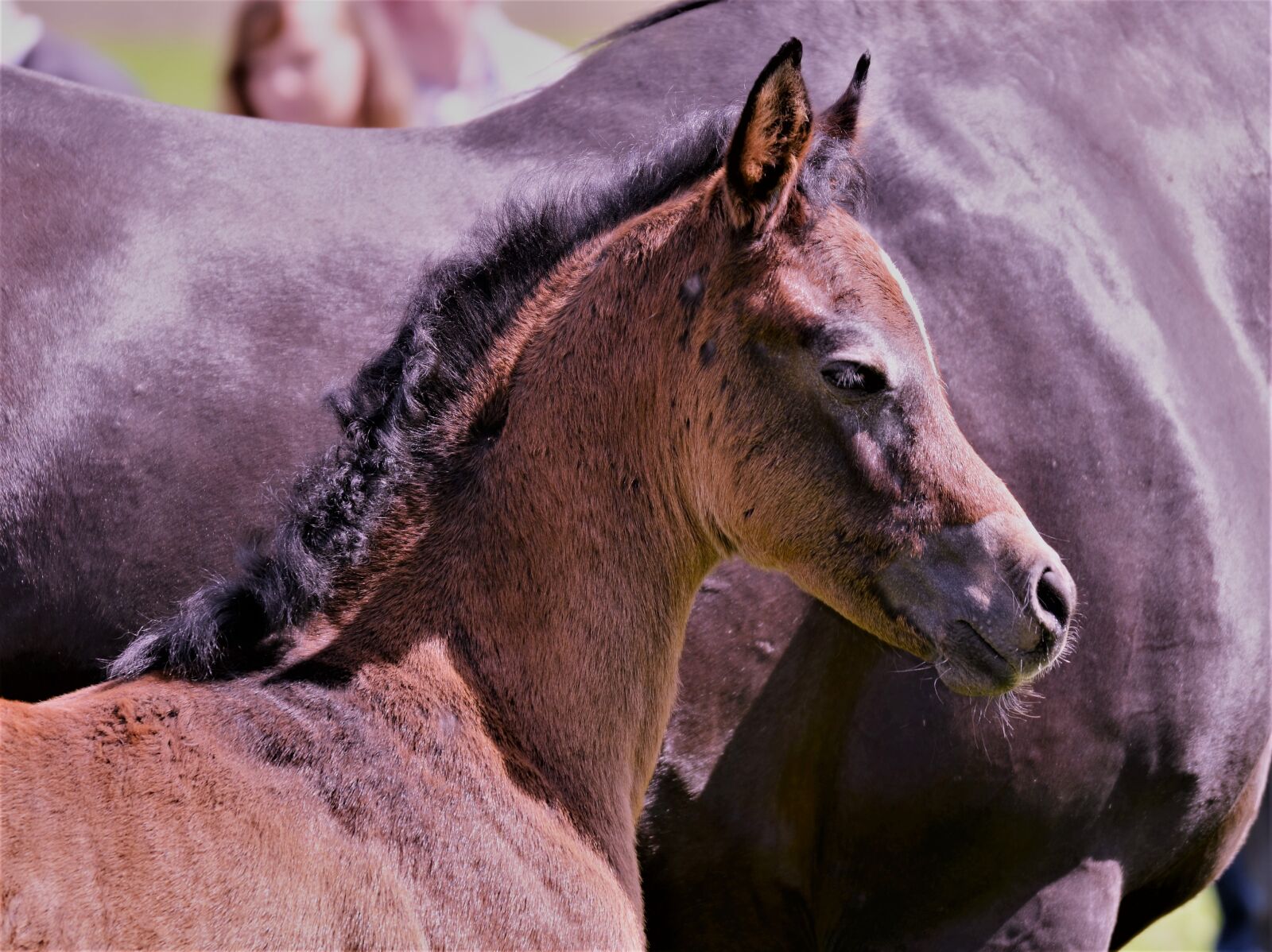 Nikon D5100 sample photo. Main and state stud photography