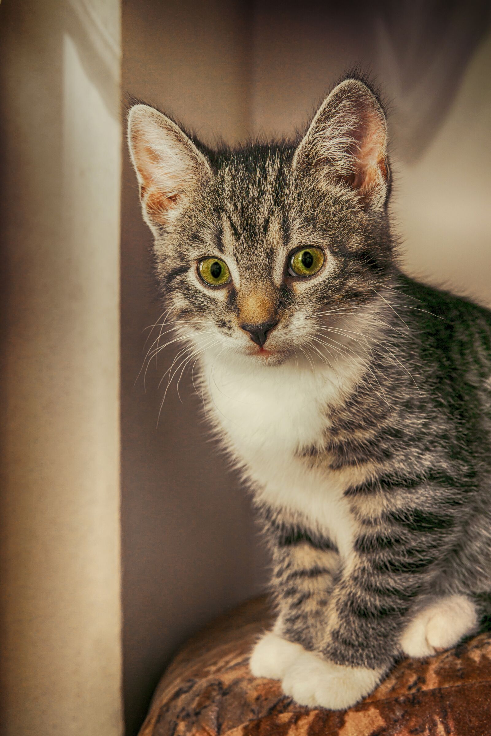 30mm F1.4 DC DN | Contemporary 016 sample photo. Cat, small, mackerel photography