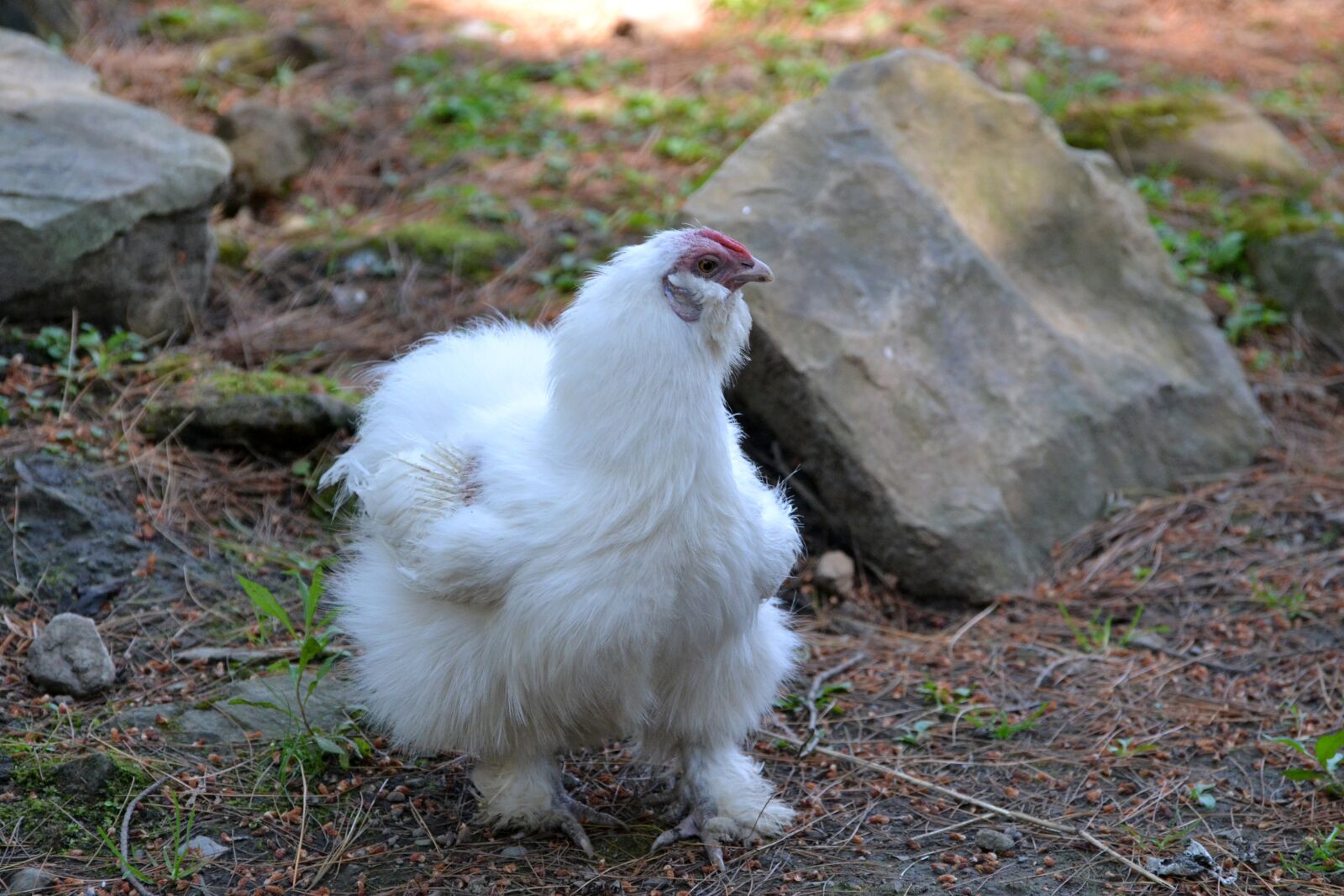Nikon D3100 sample photo. Animal, bird, white photography
