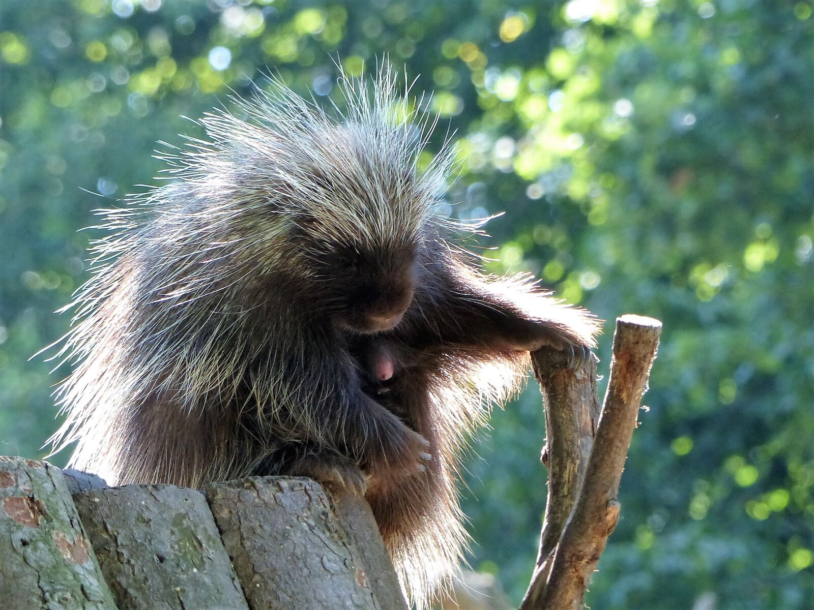 Panasonic Lumix DMC-FZ200 sample photo. Porcupines, zoo, sleep photography