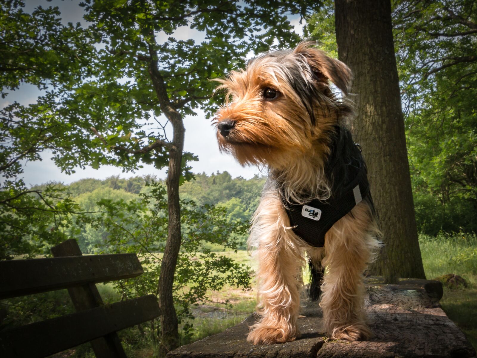 Canon EOS 70D sample photo. Yorkshire terrier, dog, terrier photography