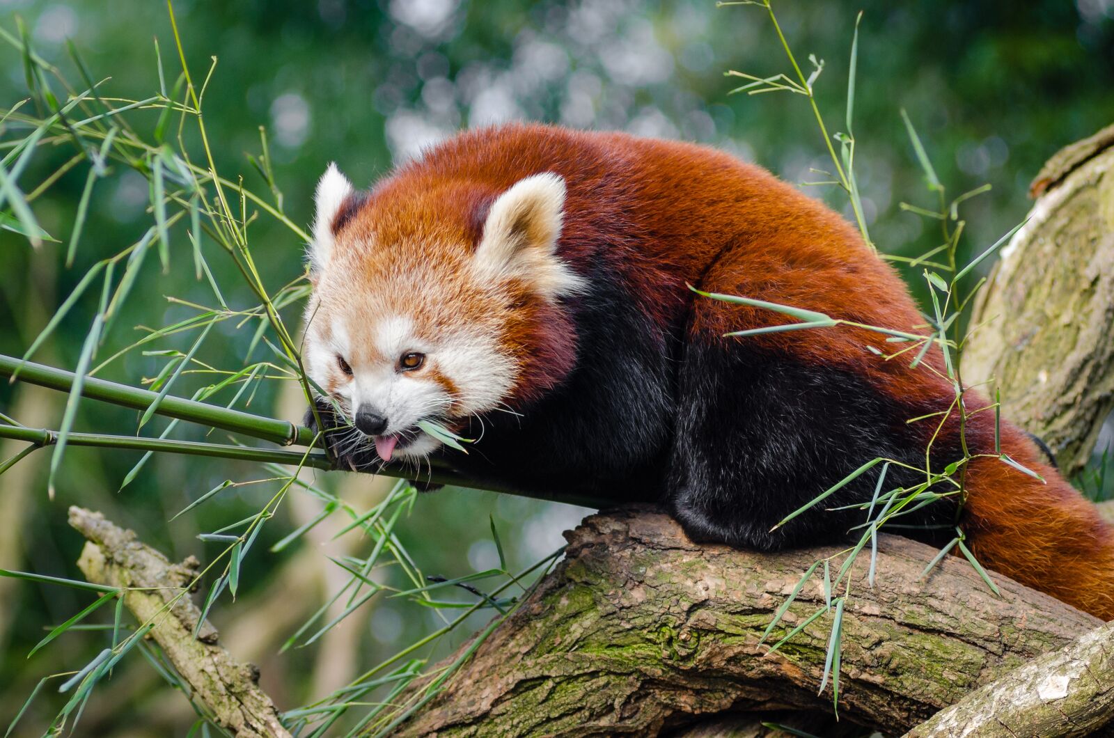 Nikon D7000 sample photo. Animal, cute, red panda photography