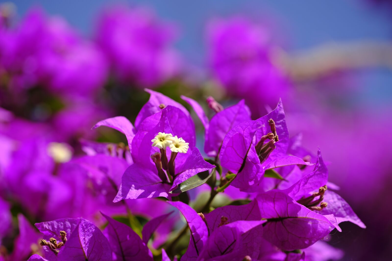 Fujifilm X-T2 + Fujifilm XF 80mm F2.8 R LM OIS WR Macro sample photo. Triple flower, bougainvillea, bougainville photography