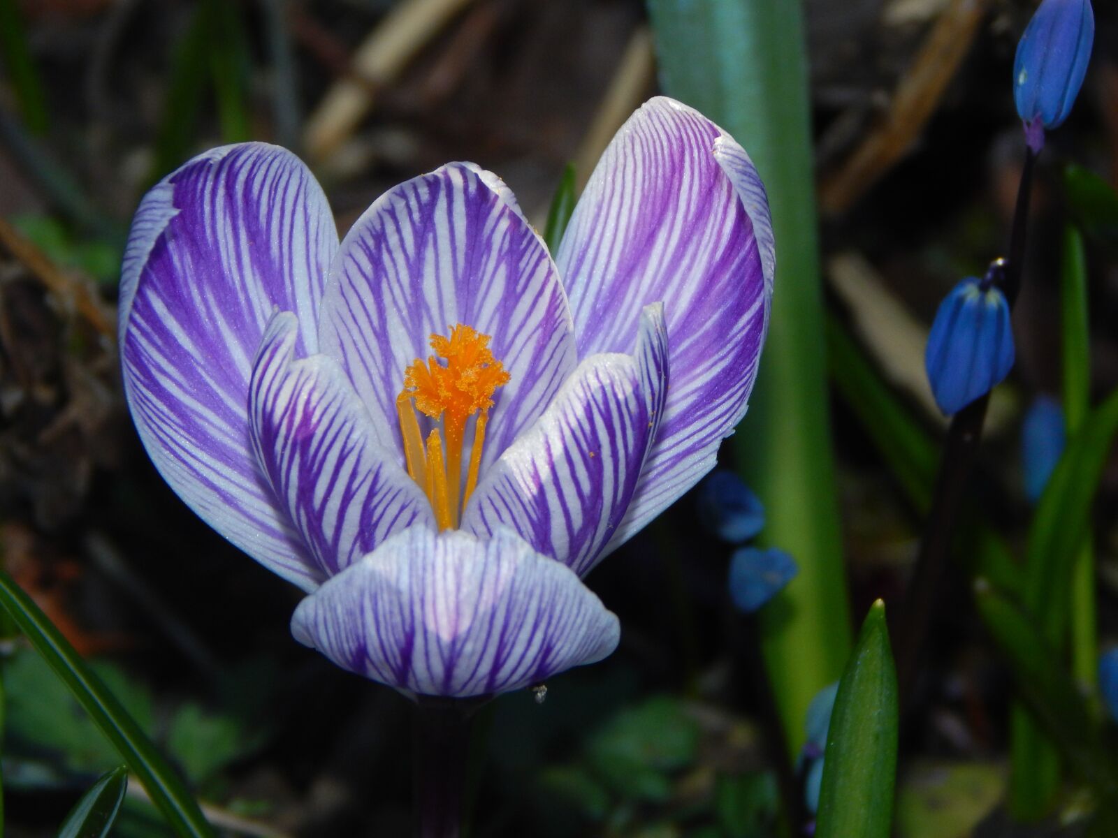 Nikon Coolpix L830 sample photo. Crocus, spring flower, early photography