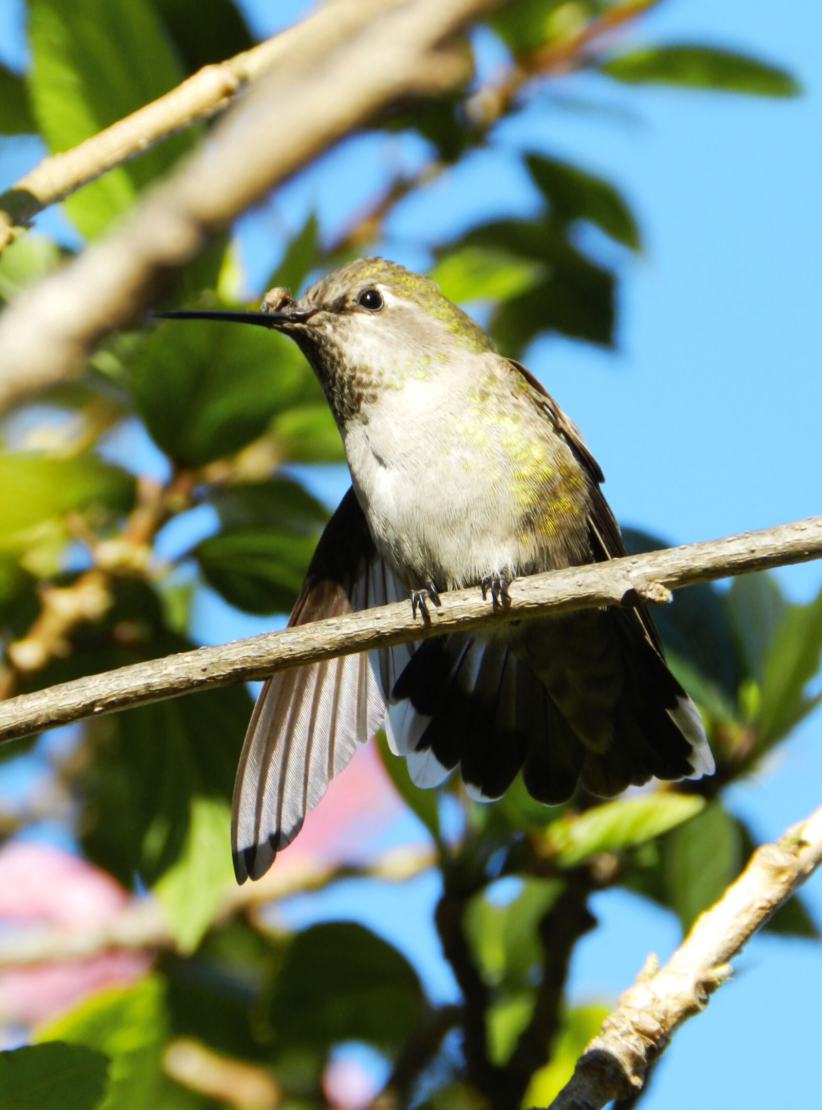 Nikon Coolpix P500 sample photo. Bird, hummingbird, nature photography