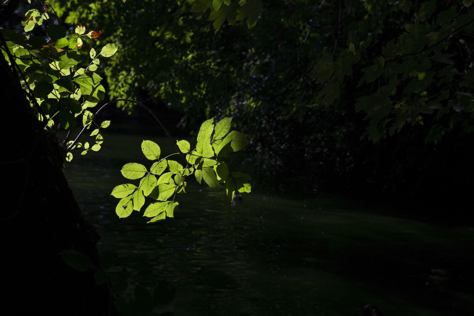 Canon EOS 6D sample photo. Leaves, green, nature photography
