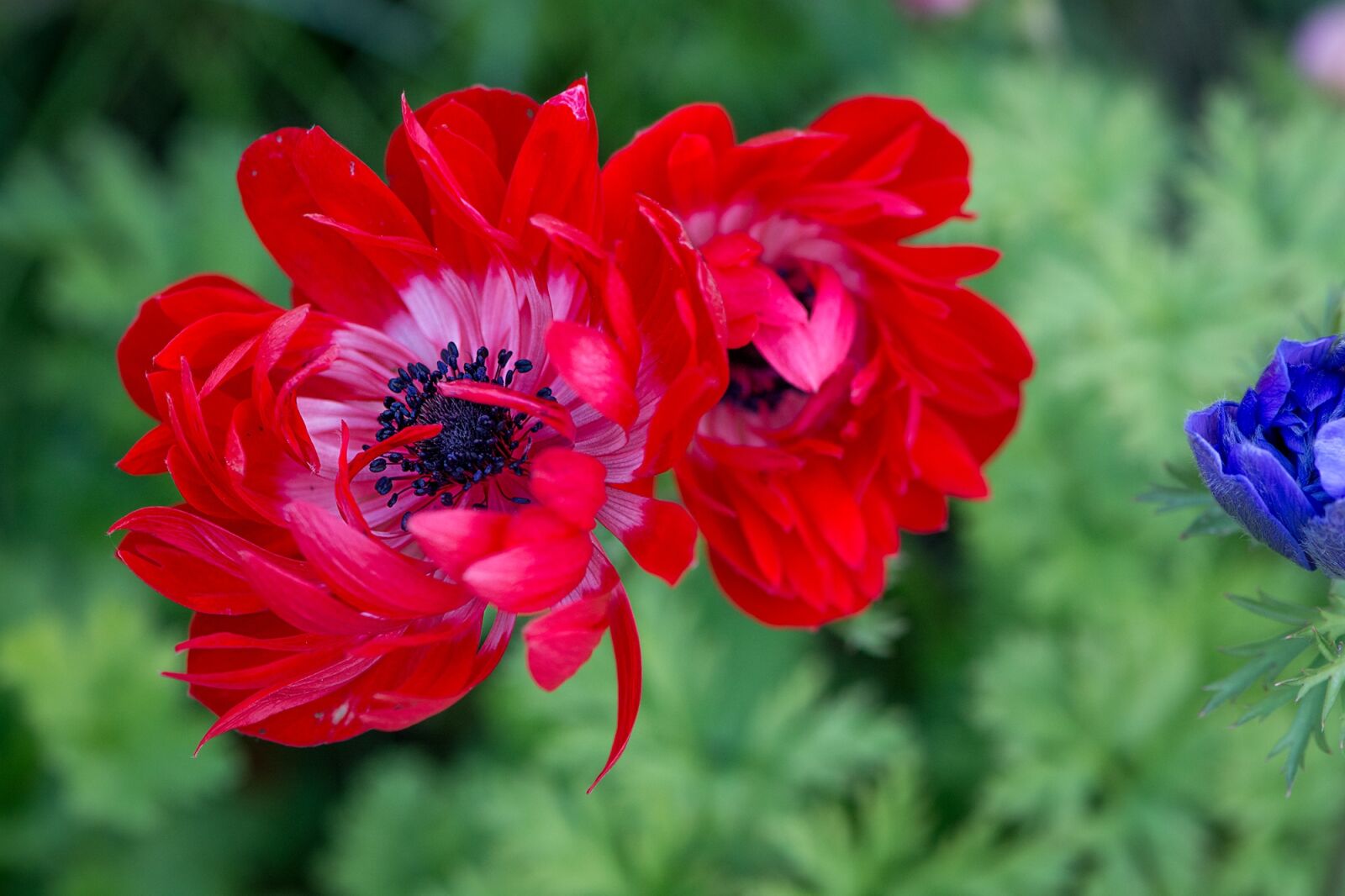 Nikon D7100 sample photo. Anemone, red, red anemone photography