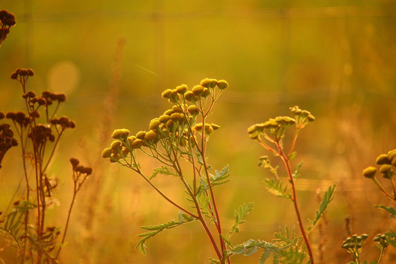 Canon EOS 100D (EOS Rebel SL1 / EOS Kiss X7) sample photo. Tansy, plant, flower photography