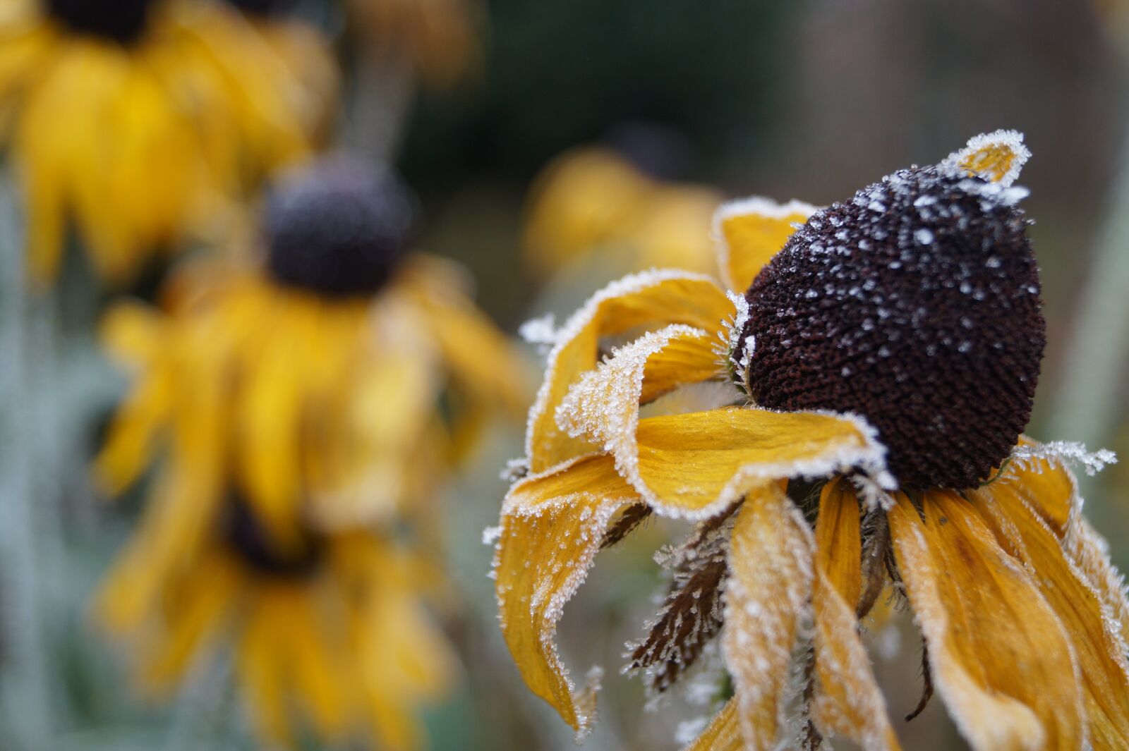 Sony DT 18-55mm F3.5-5.6 SAM II sample photo. Winter, frost, flower photography