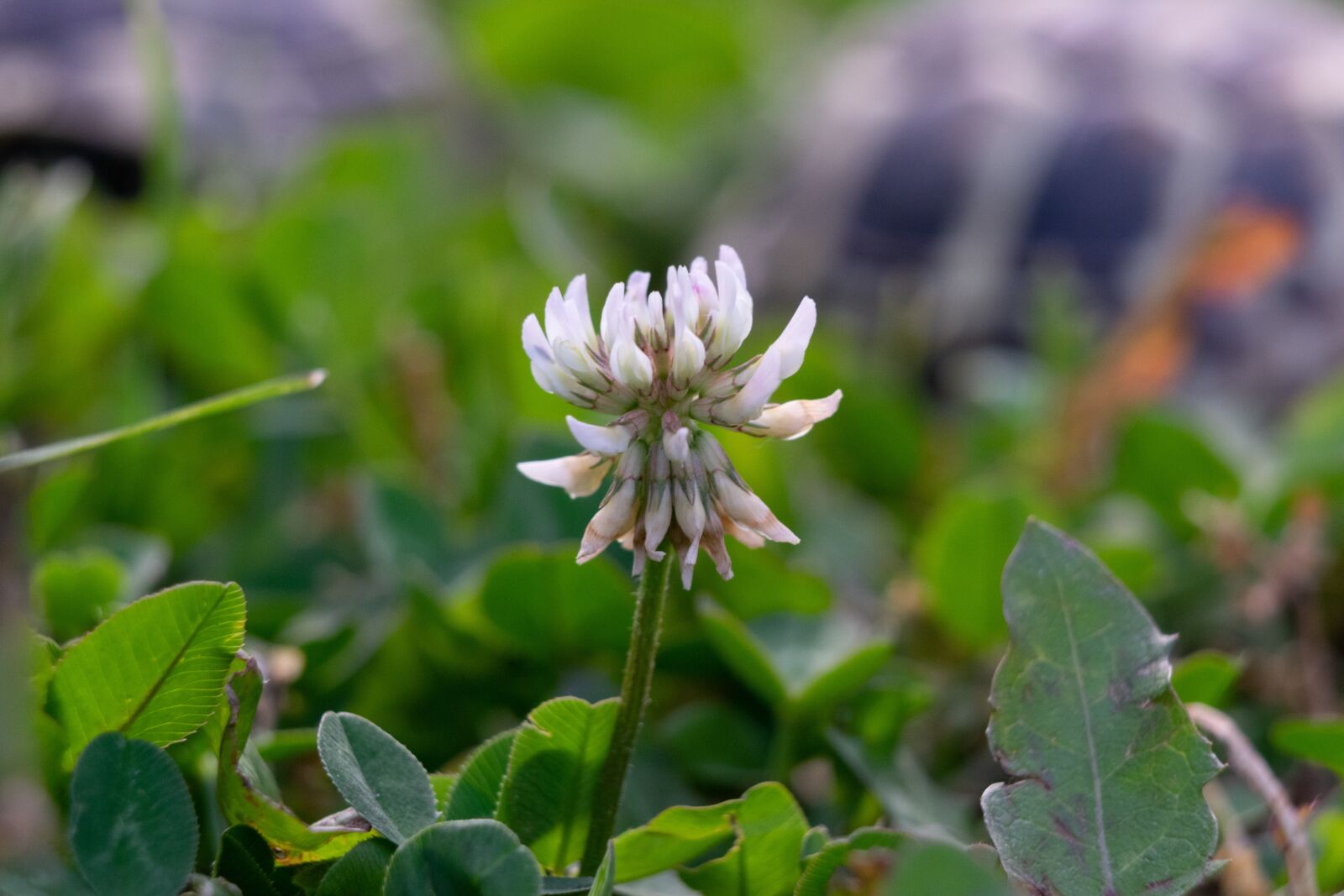 Nikon D3300 sample photo. Flower, nature, color photography