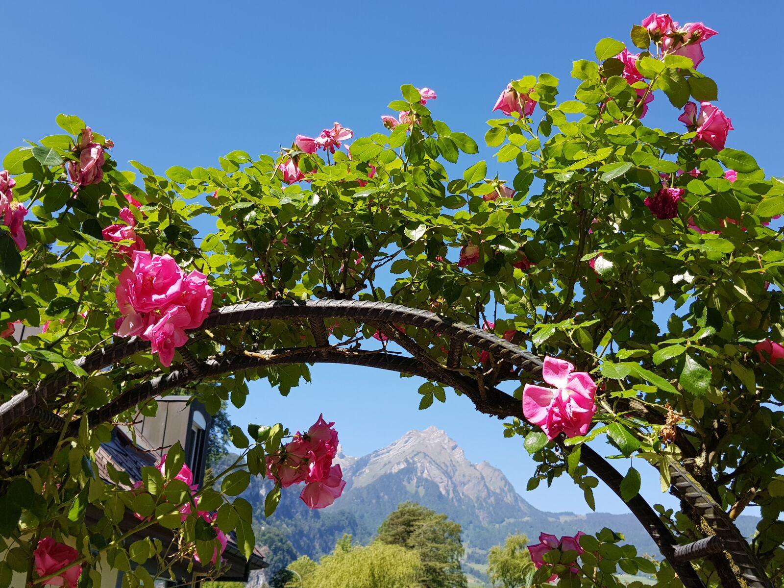 Samsung Galaxy S8 sample photo. Rose, mountain, summer photography
