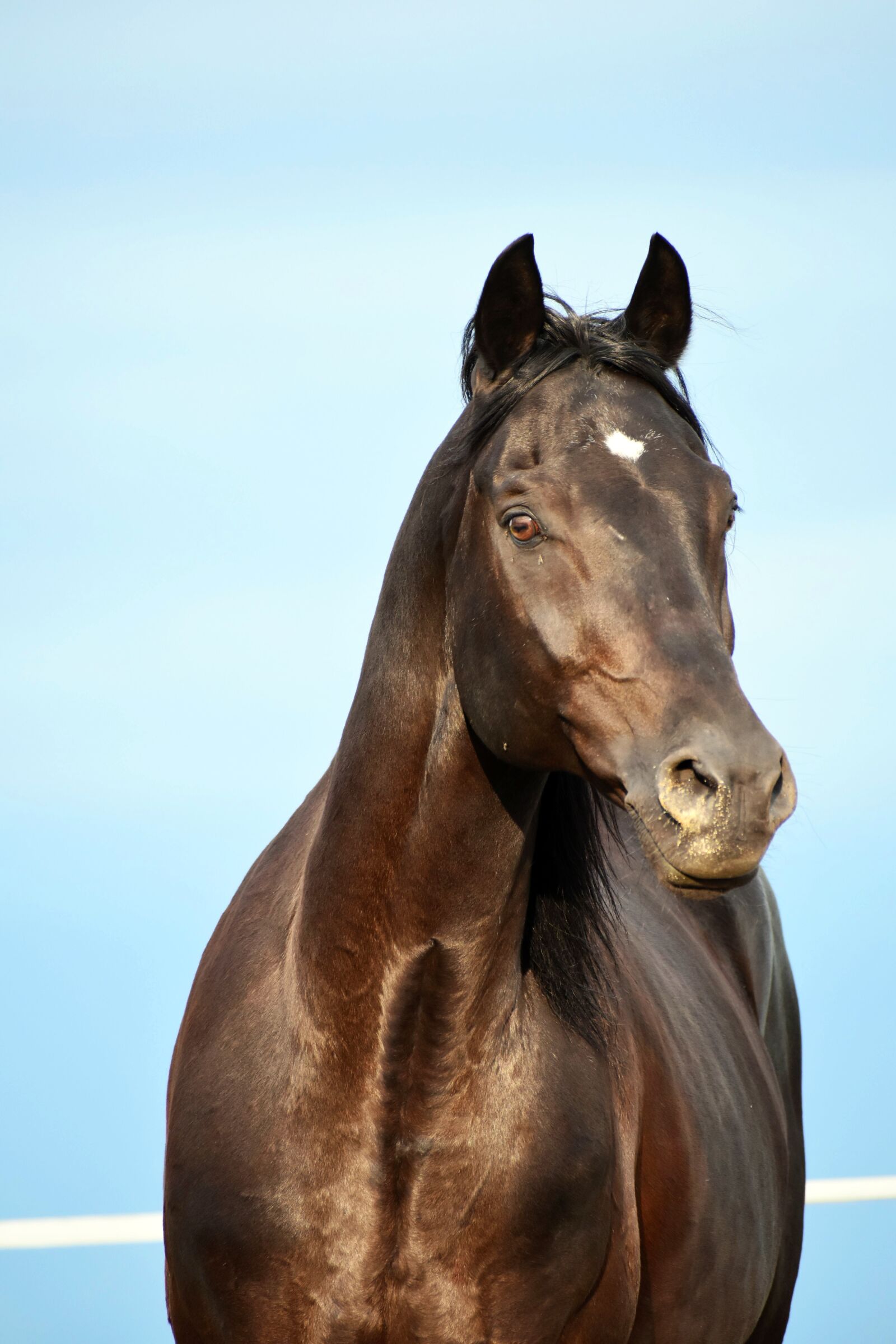 Nikon D3500 sample photo. Horse, black, portrait photography