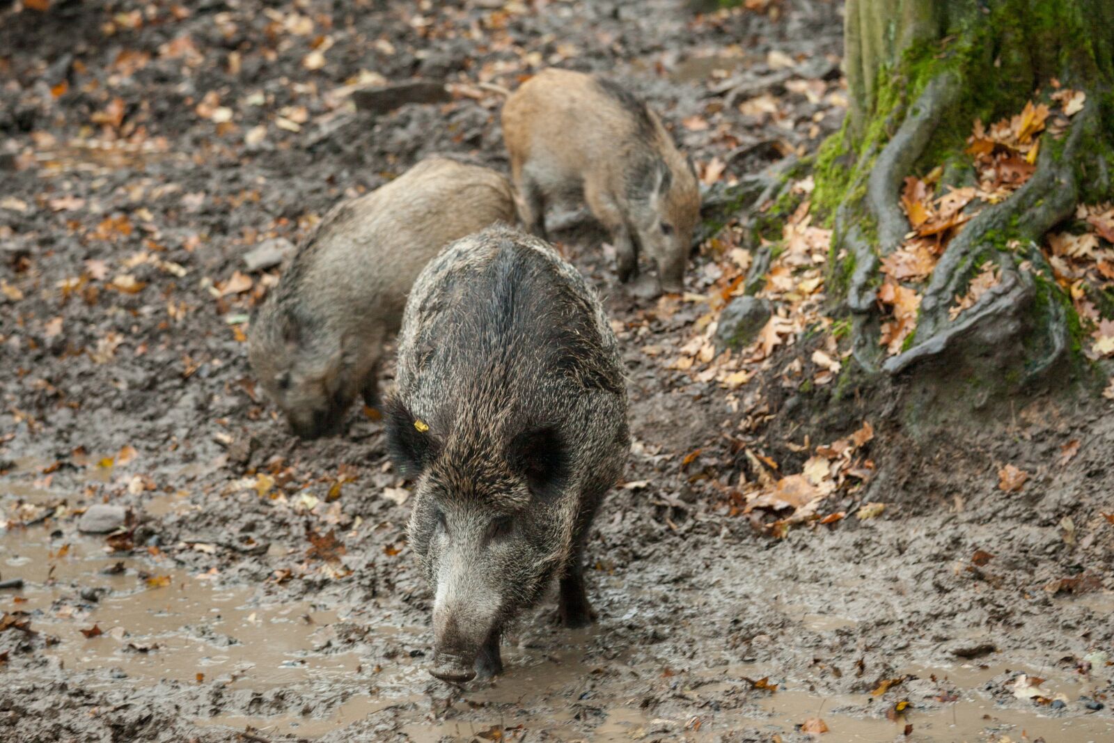 Canon EOS 5D Mark II + Canon EF 70-200mm F4L IS USM sample photo. Boar, autumn, rooting photography