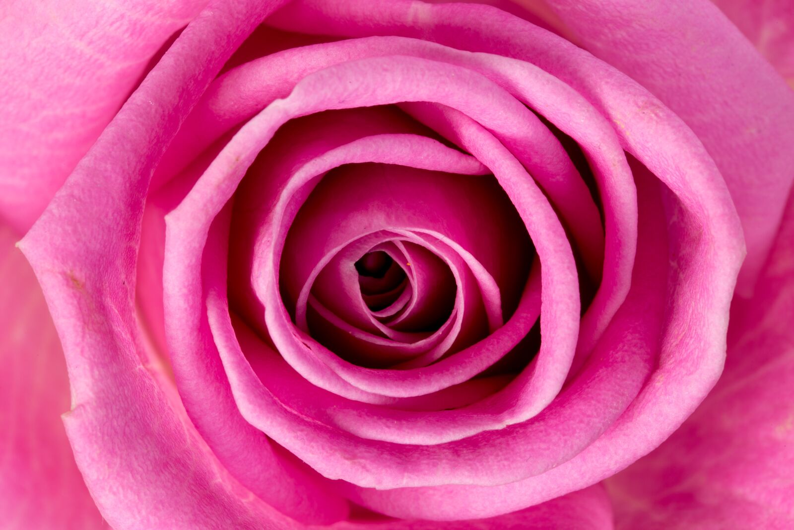 Canon EOS 6D sample photo. Rose, flower, pink photography