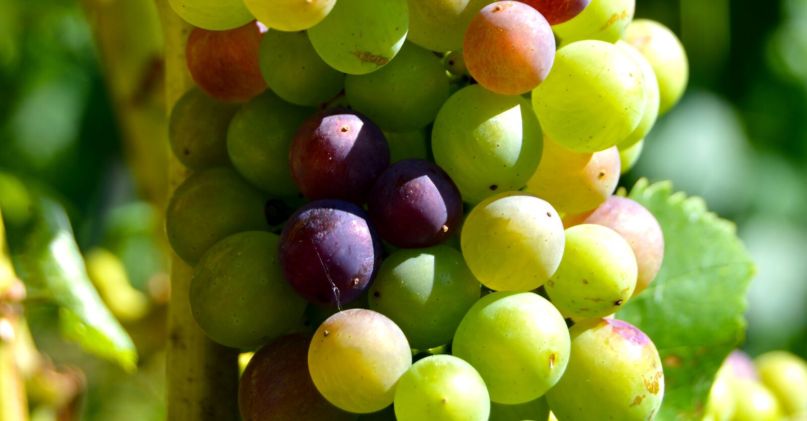 Nikon D3200 sample photo. Grapes, detail, berries photography