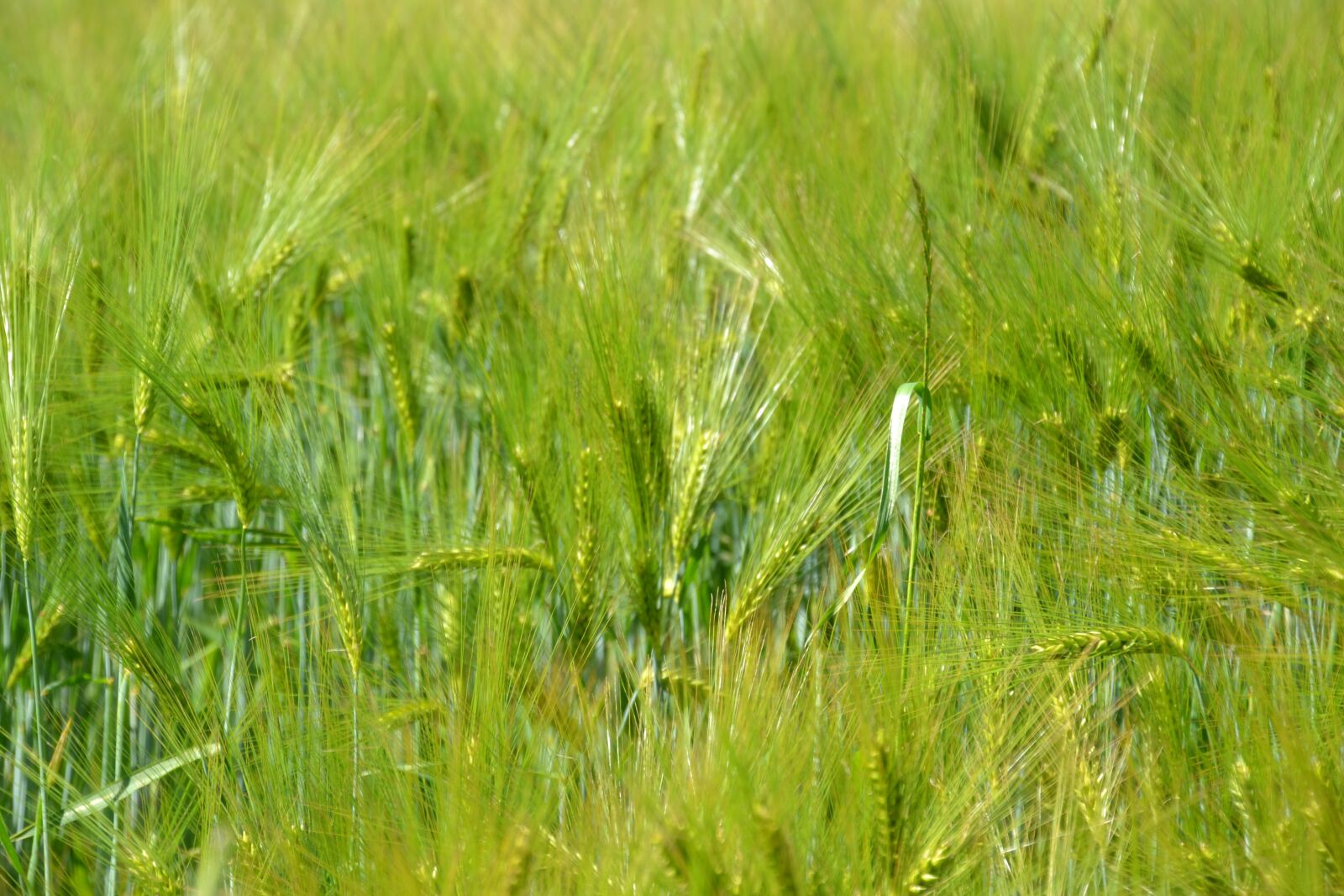 Nikon D3100 sample photo. Field, cereals, agriculture photography