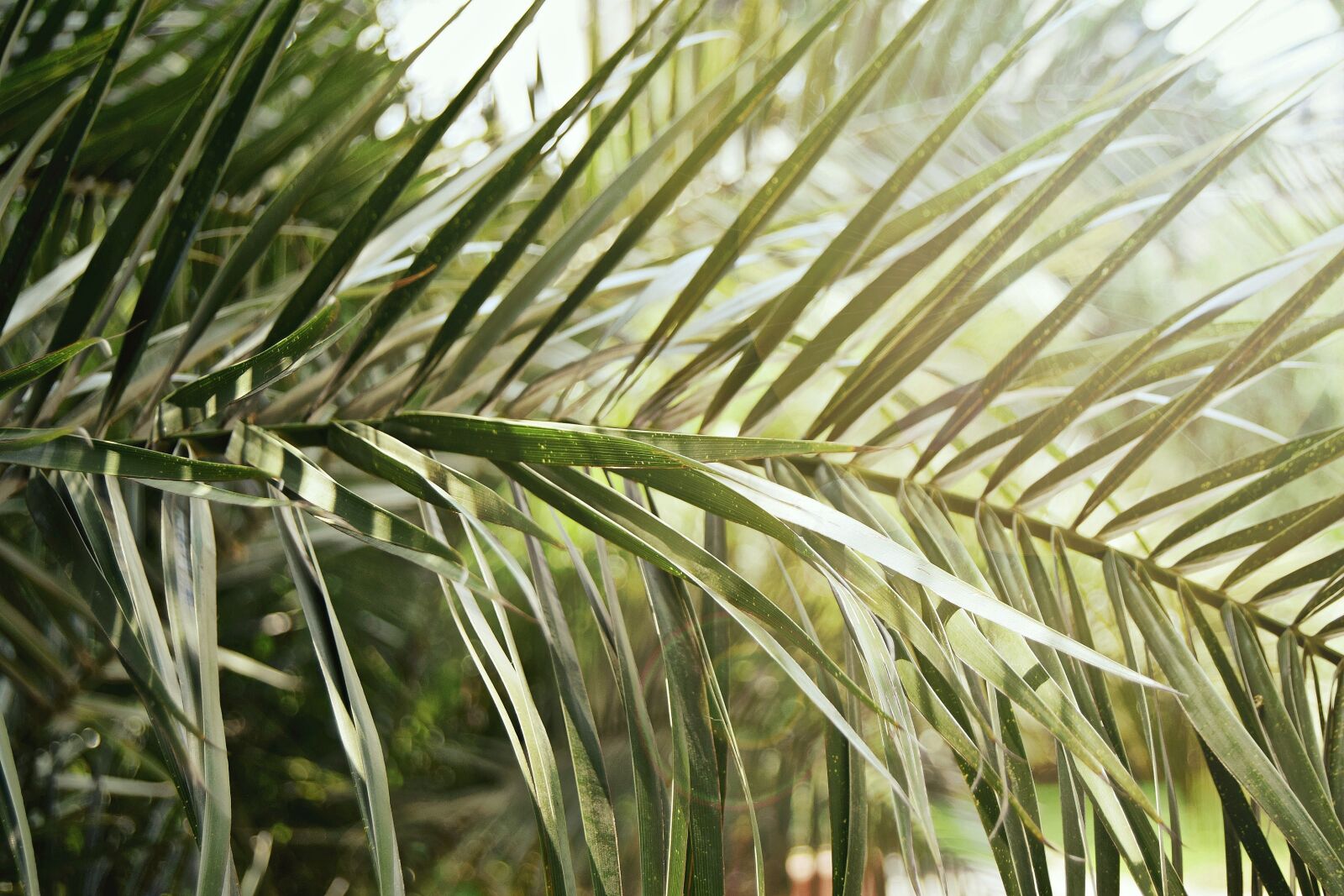 Nikon D3300 sample photo. Blur, branch, close-up photography