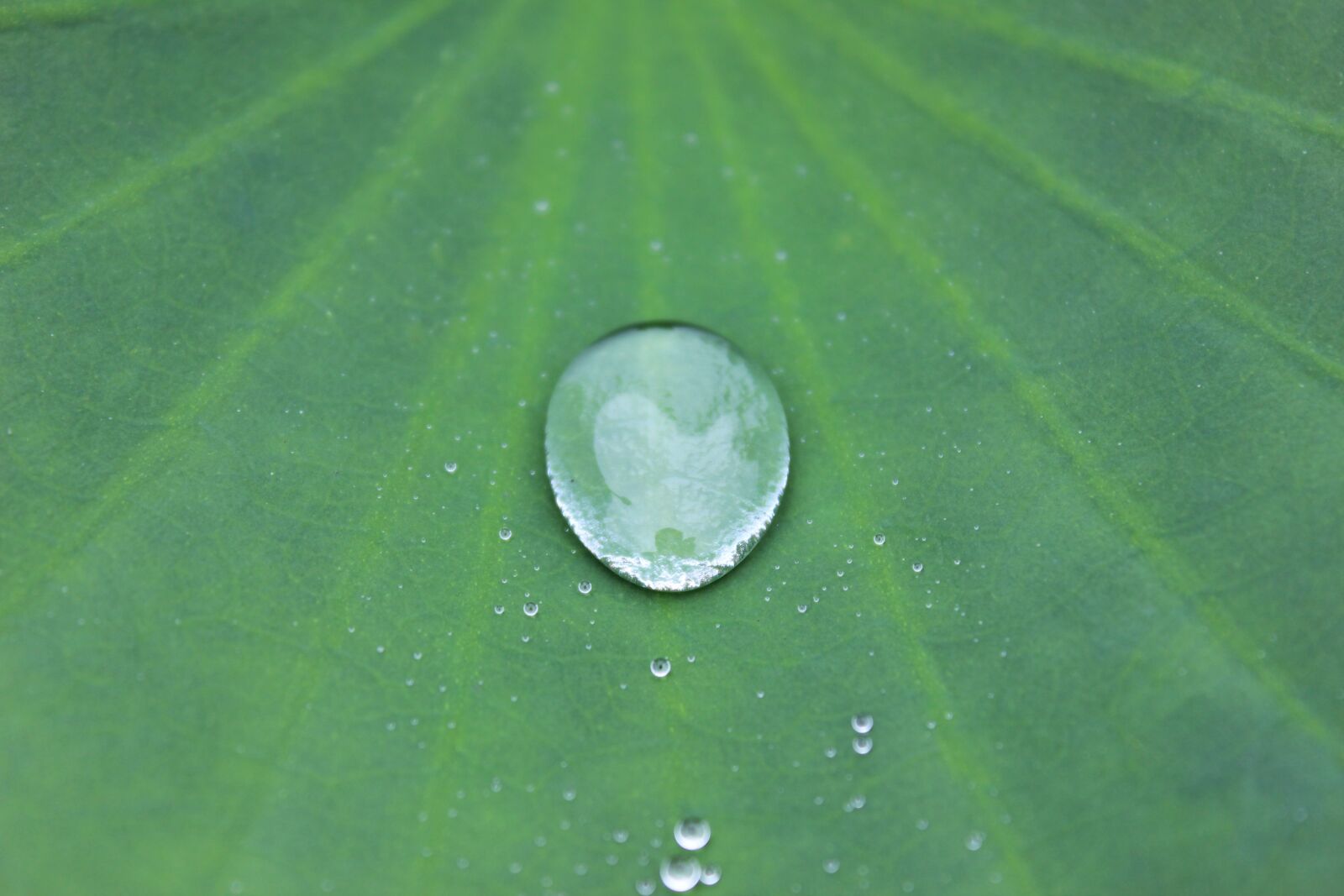 Canon EOS 600D (Rebel EOS T3i / EOS Kiss X5) sample photo. Water drop, sheet, water-repellent photography