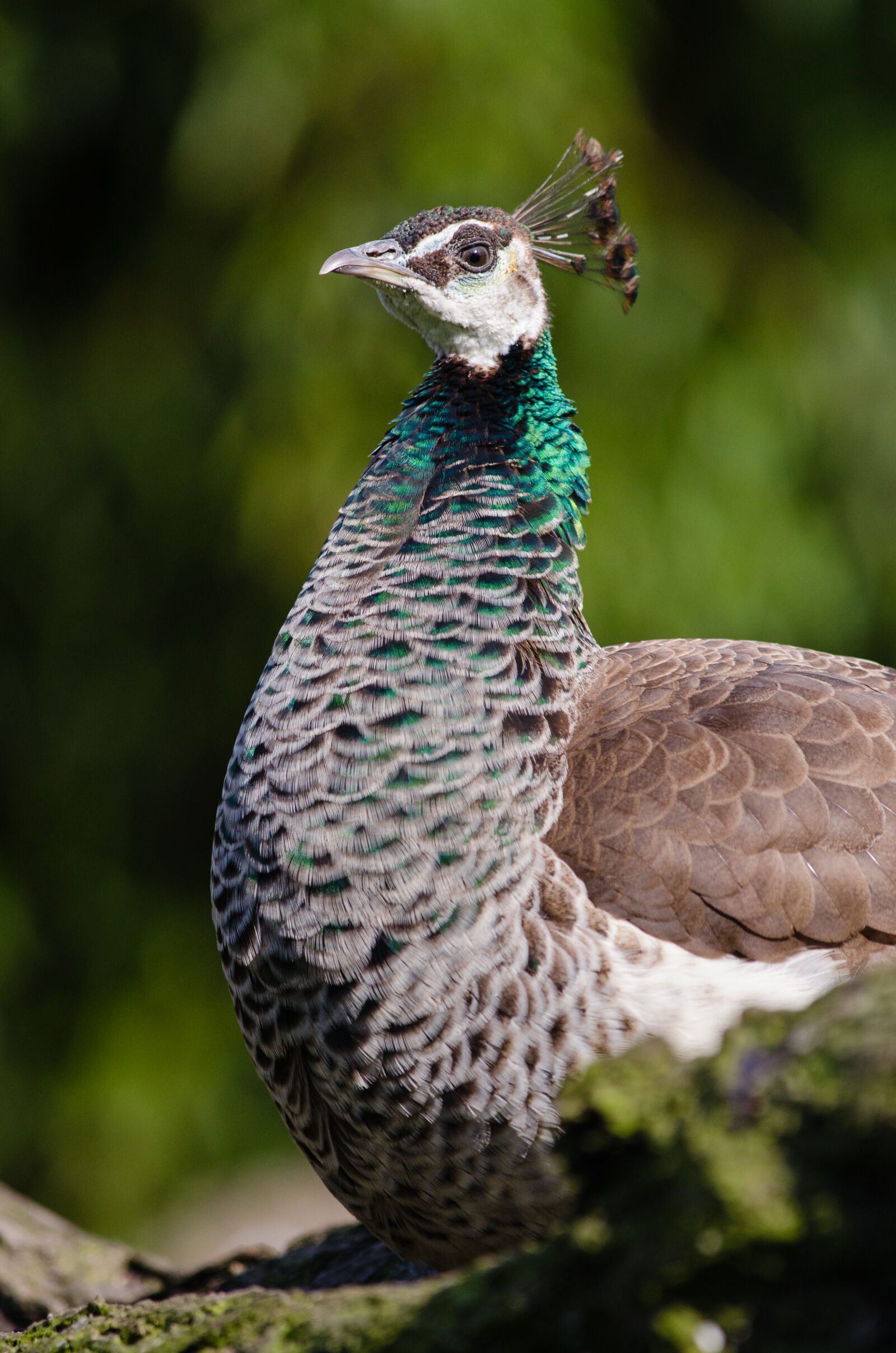 Nikon D7000 + Sigma APO Tele Macro 300mm F4 sample photo