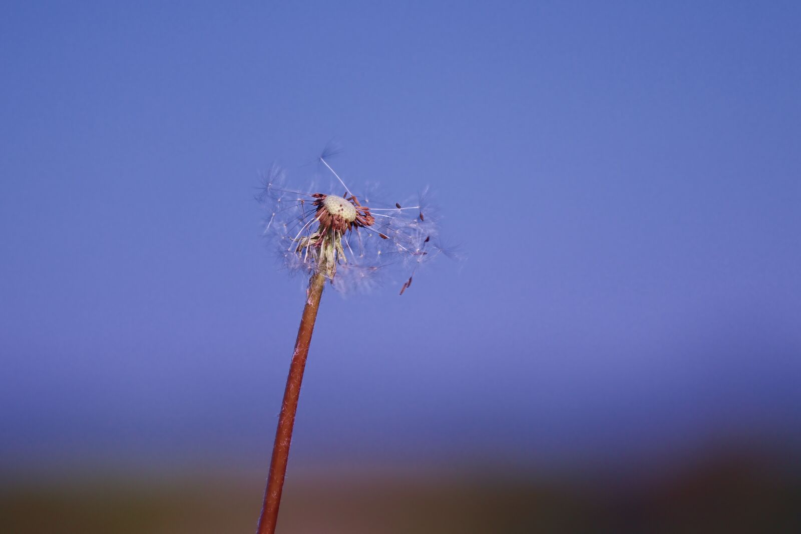 Canon EOS 200D (EOS Rebel SL2 / EOS Kiss X9) sample photo. Dandelion, individually, faded photography