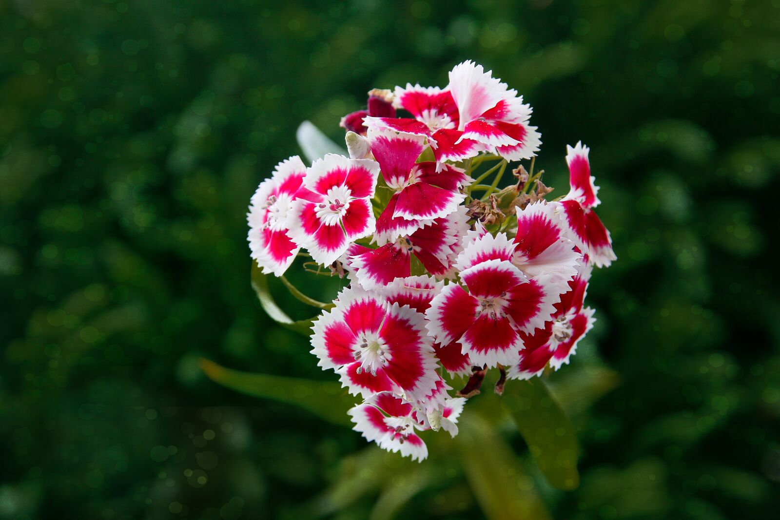 Canon EOS 70D sample photo. Flower, blossom, bloom photography