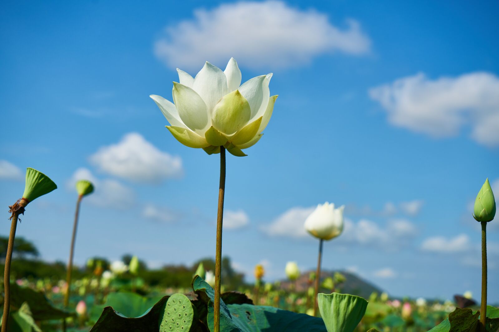 Sony a7R II sample photo. Flower, white, lotus photography