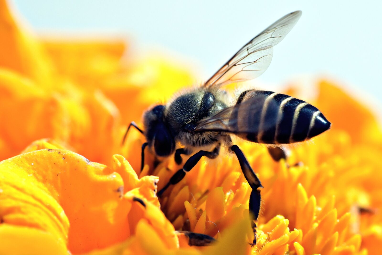 Nikon D5600 sample photo. Honeybee, apis, pollination photography