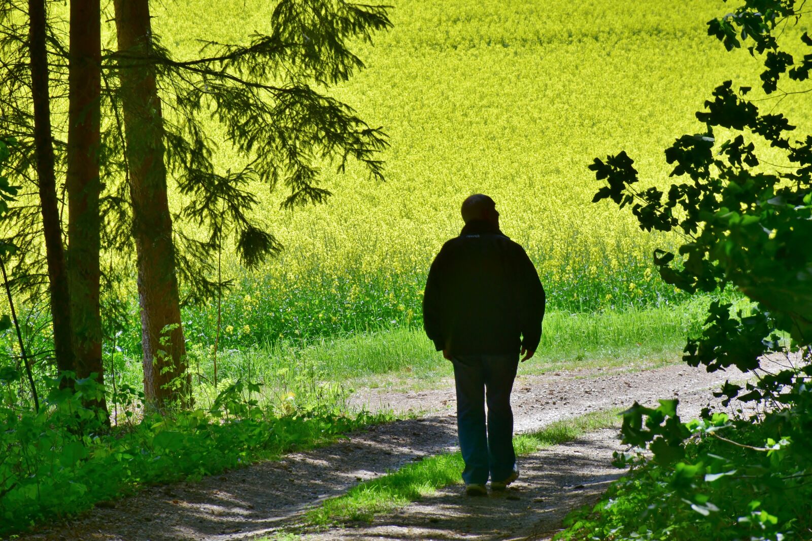 Nikon D7200 sample photo. Senior, man, oilseed rape photography