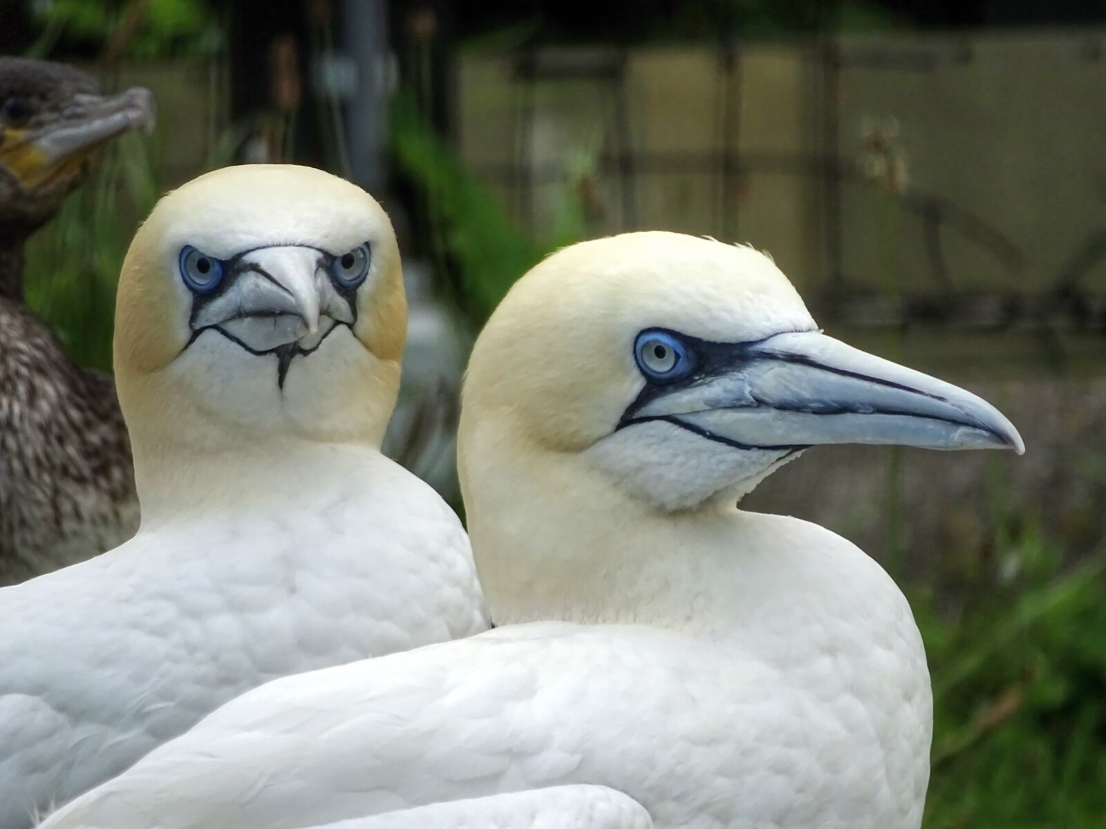 Sony Cyber-shot DSC-HX400V sample photo. Boobies, northern gannet, sea photography