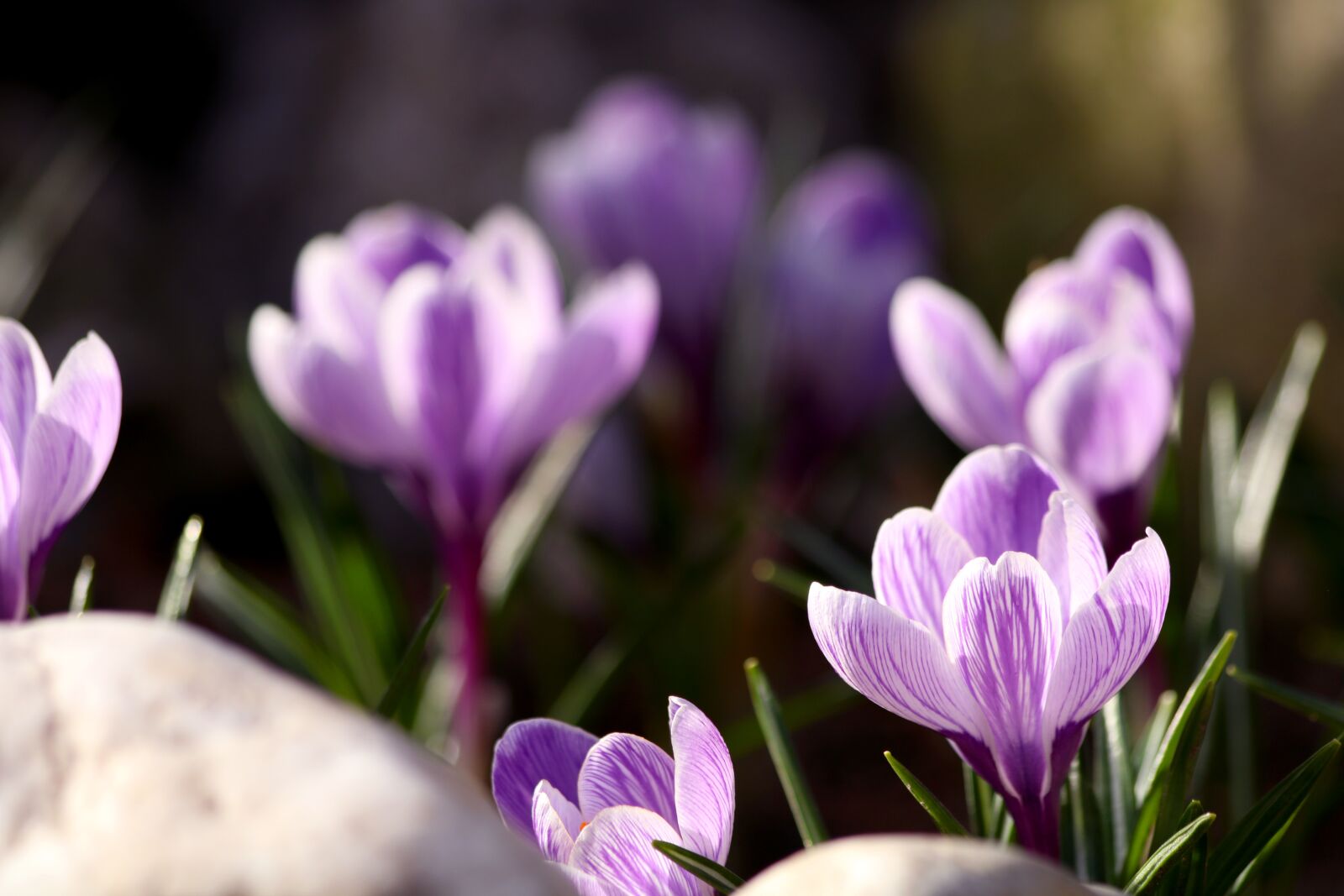 Canon EOS 750D (EOS Rebel T6i / EOS Kiss X8i) sample photo. Crocus, plant, vernal photography