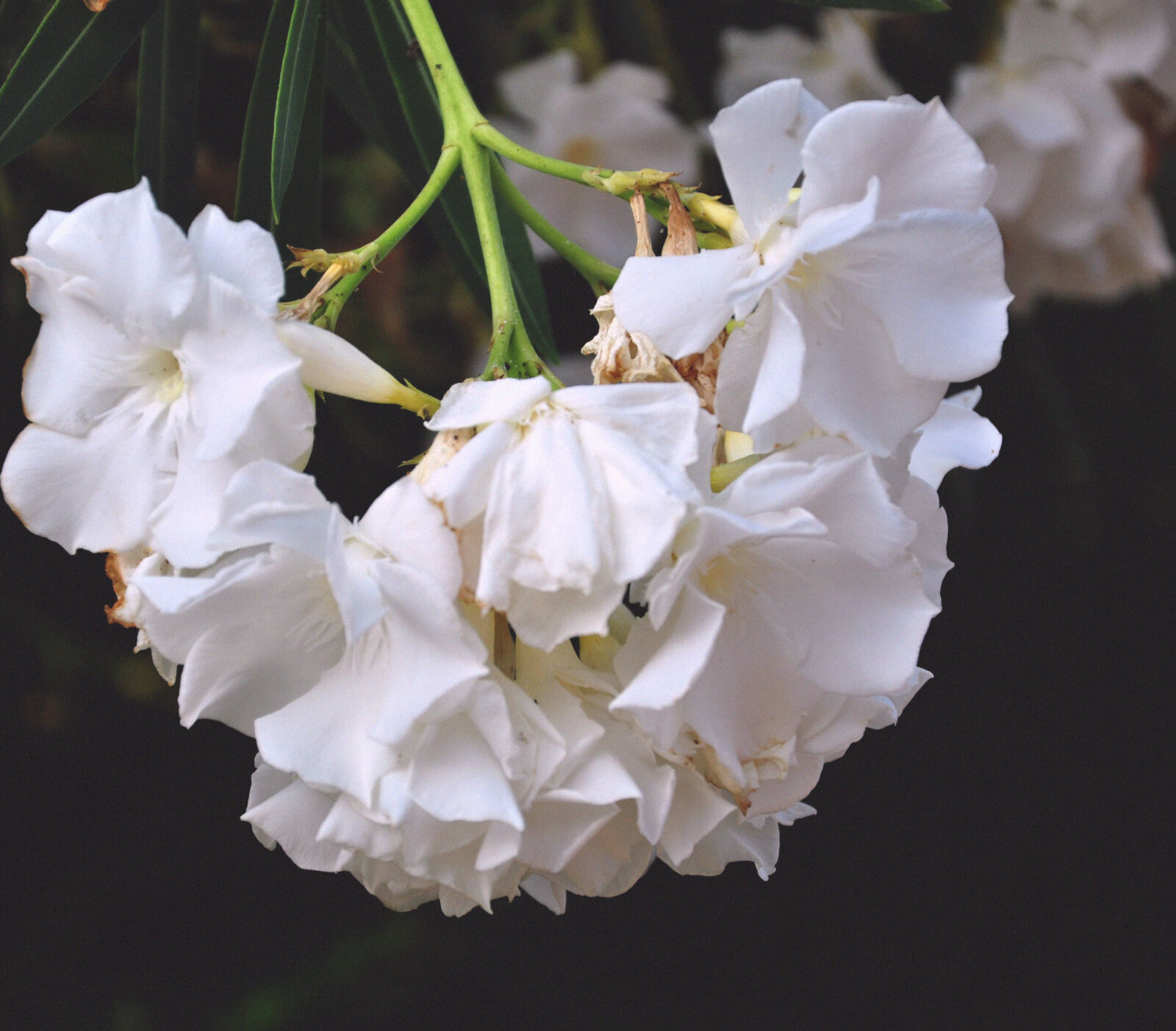 Nikon D90 sample photo. Branch, bunches, of, flowers photography