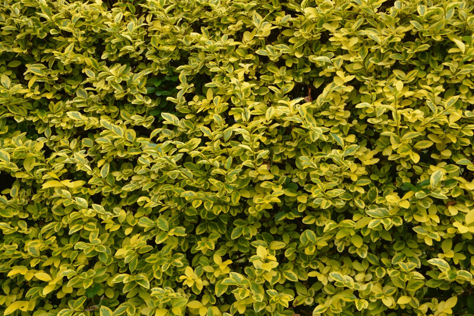 Nikon D5200 sample photo. Privet hedge, leaves privet photography