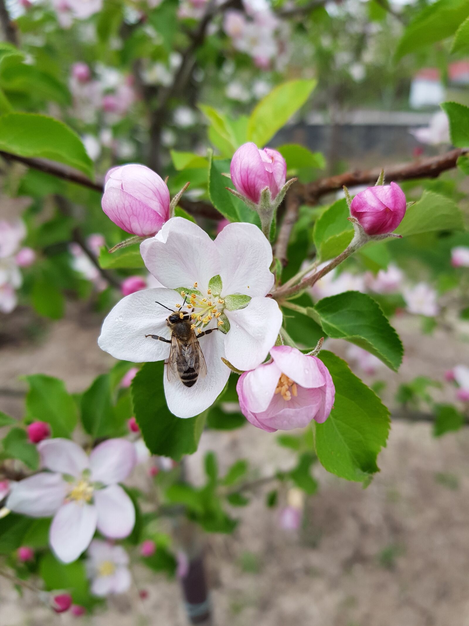 Samsung Galaxy S8 sample photo. Flower, nature, tree photography