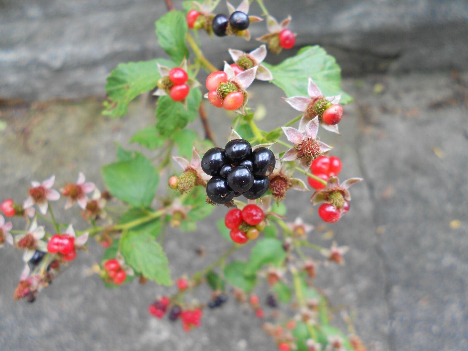 Nikon Coolpix S3100 sample photo. Blackberry, fruit, close-up photography