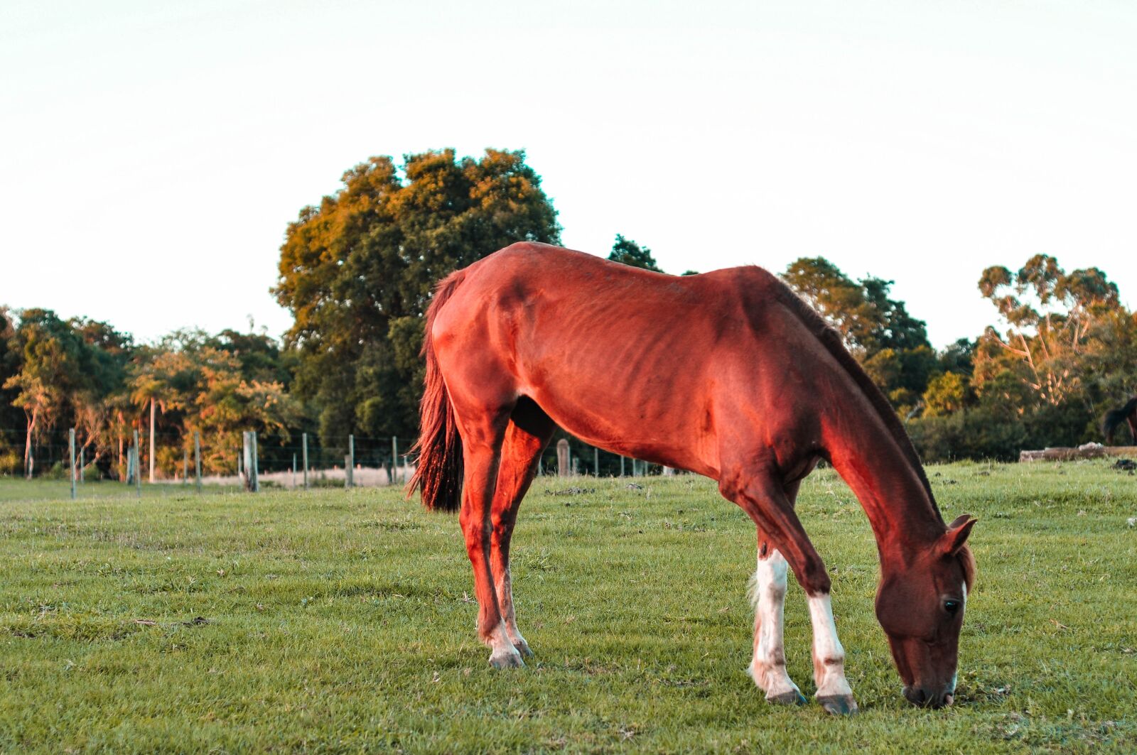 Nikon D90 sample photo. Horse, farm, animal photography