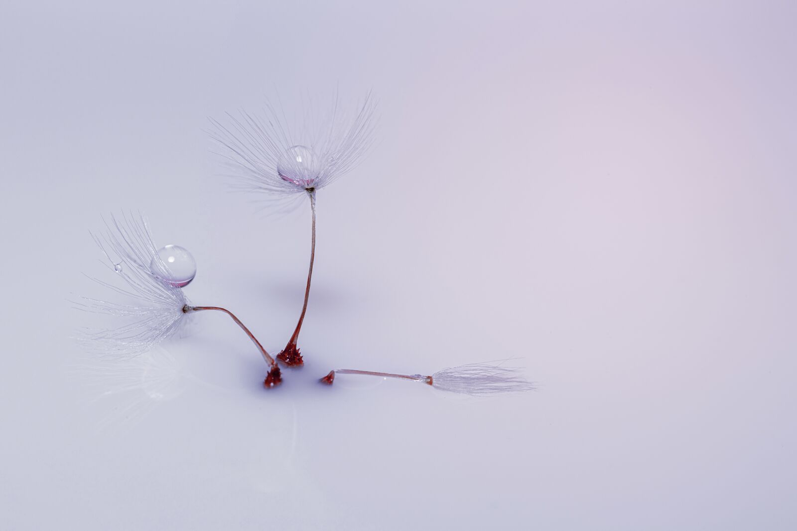 Canon EOS R sample photo. Dandelion, drip, drop of photography
