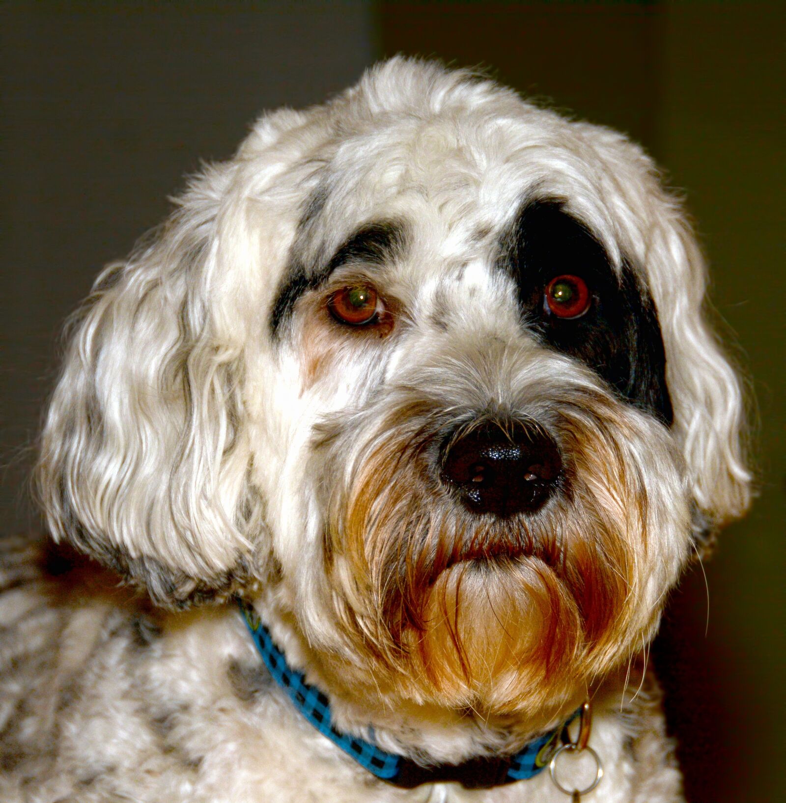 Nikon D7100 sample photo. Dog, animal, pet photography