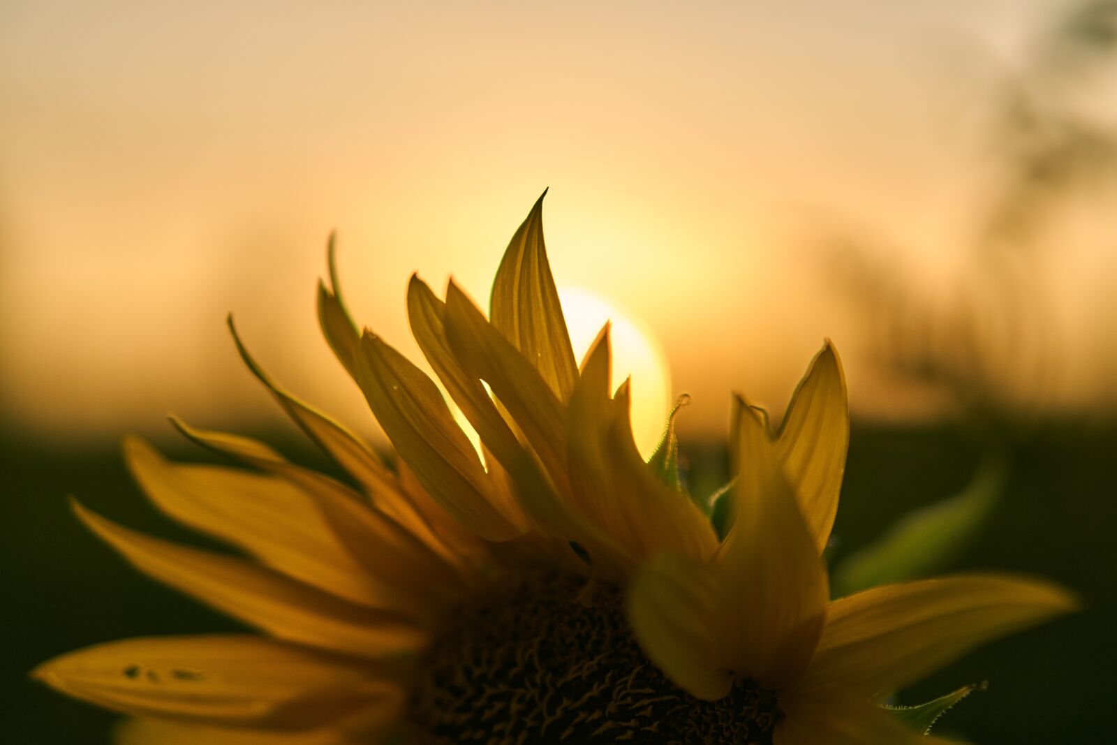 Sony a6400 + Sony E 50mm F1.8 OSS sample photo. Sunflower, blossom, bloom photography