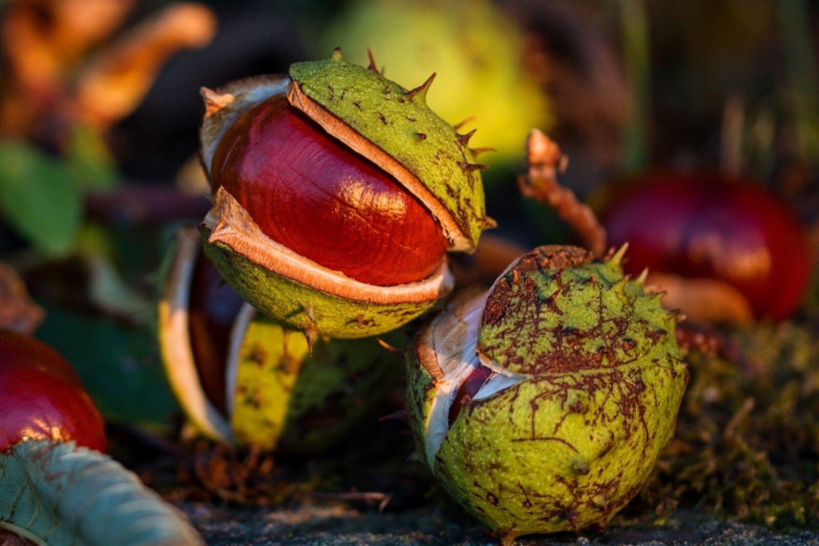 Nikon D5500 sample photo. Autumn, chestnut, fetus photography
