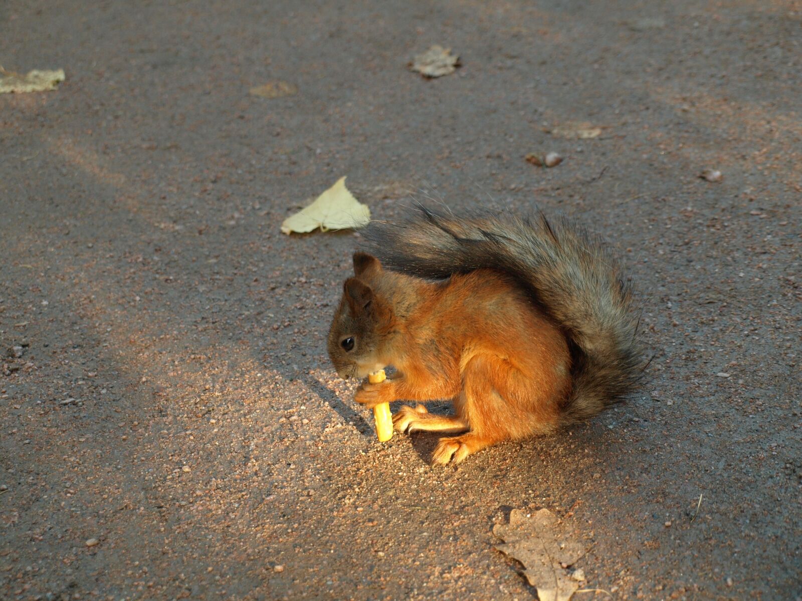 Olympus E-510 (EVOLT E-510) sample photo. белка, squirrel, nature photography