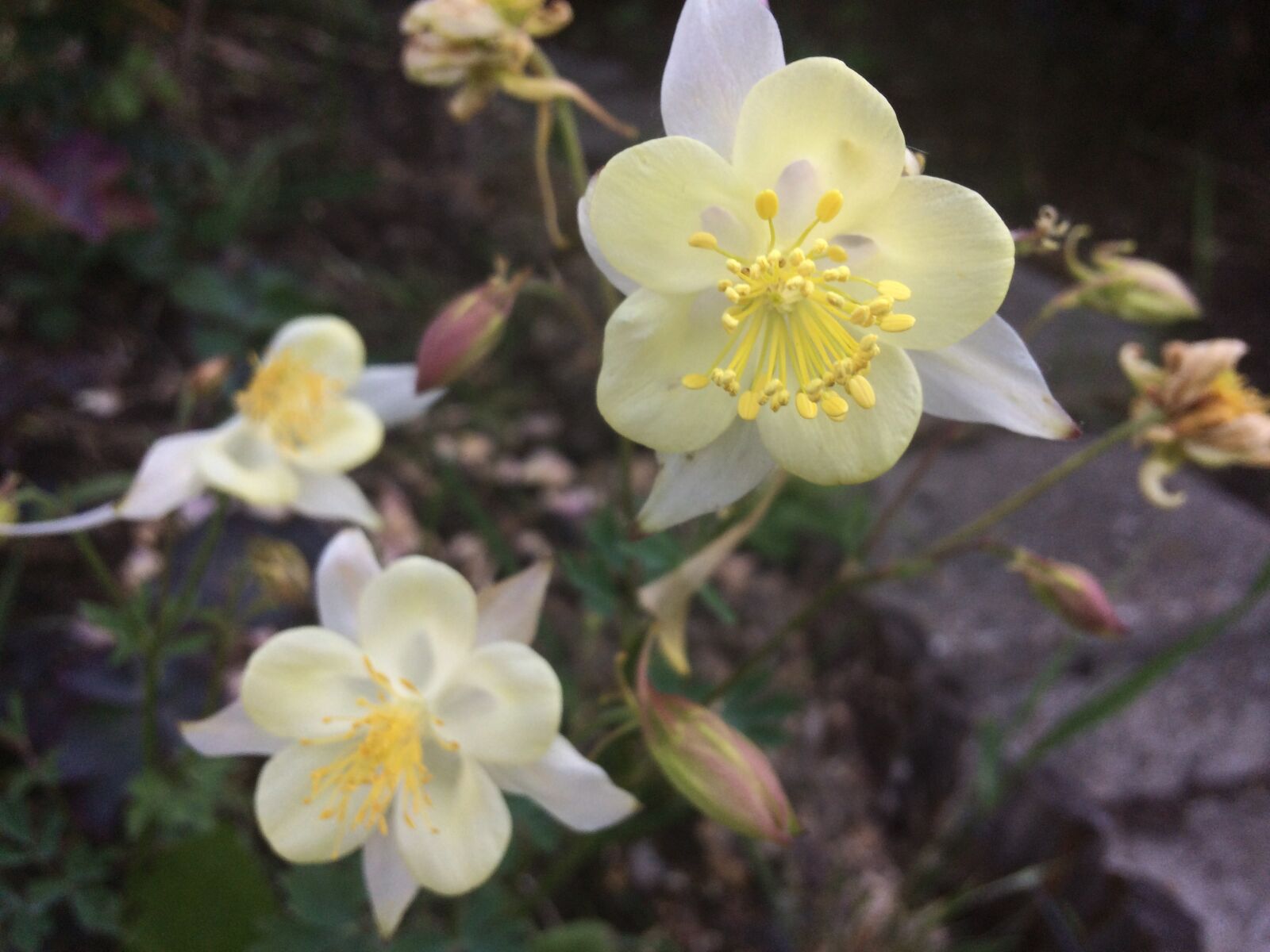 iPhone 5s back camera 4.15mm f/2.2 sample photo. Flowers, garden, yellow photography