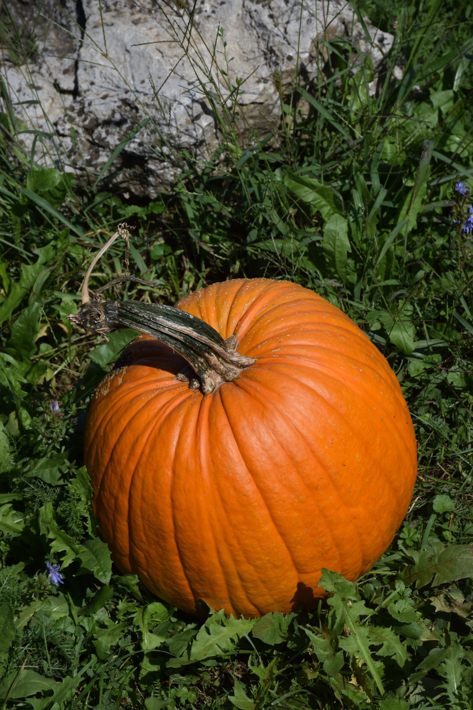 Nikon D5300 sample photo. Pumpkin, summer, autumn photography
